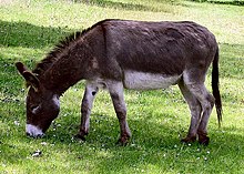 220px-Donkey_in_Clovelly%2C_North_Devon%2C_England.jpg