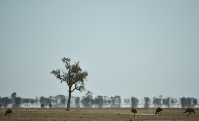 Aussies_-heatwave.jpg