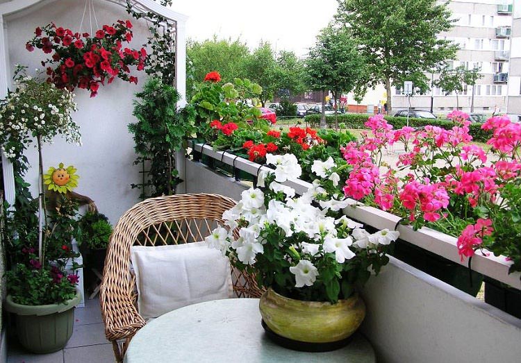 best-balcony-flowers.jpeg_mini.jpg