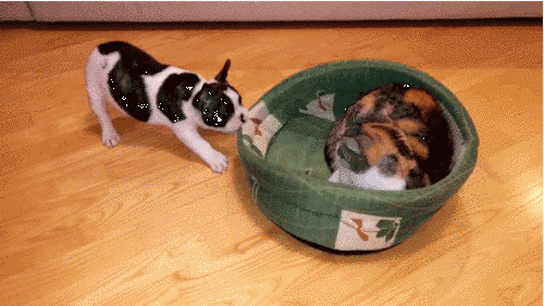 cat-dog-bed2.gif