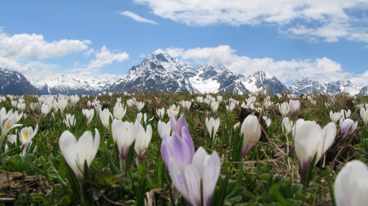 crocus_alpine_snow_.jpg