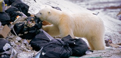 header-polar-bear-plastic.jpg