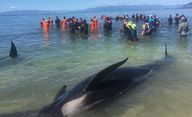human-chain-to-keep-whales-from-becoming-stranded-in-New-Zealand.jpg