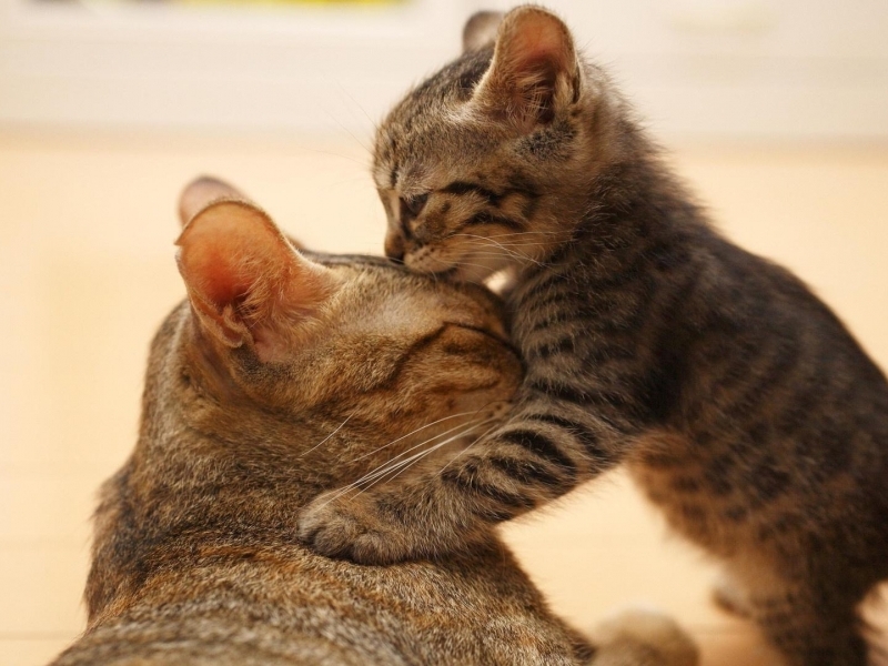 kitten-loves-its-mother-wallpaper-800x600-53627f028e419.jpg