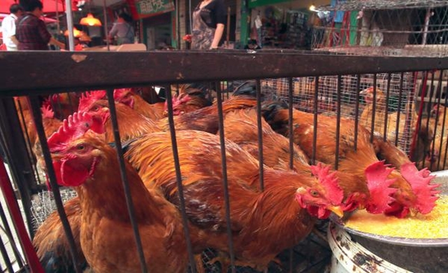 live-poultry-trade-in-China.jpg