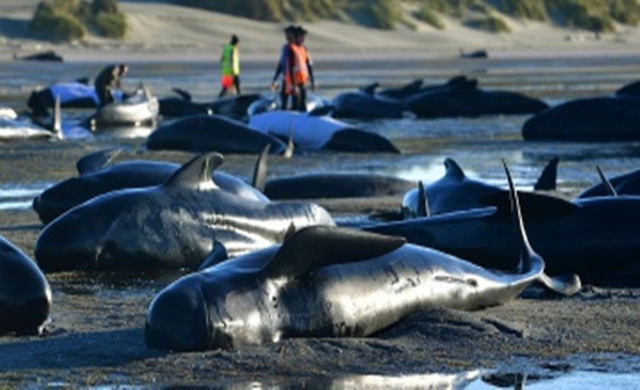 New-Zealand-warns-of-exploding-whale-carcasses-after-mass-stranding.jpg