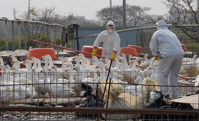 Taiwan-_-bird-flu.jpg