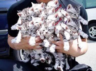 ten-kittens.jpg
