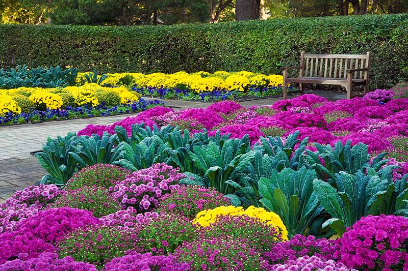 The-Best-Annuals-to-Add-to-the-Garden-for-Fall-Color.jpg