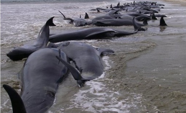 whales-dead_New-Zealand.jpg